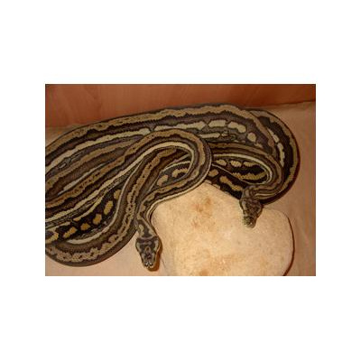 Morelia Pythons Radio