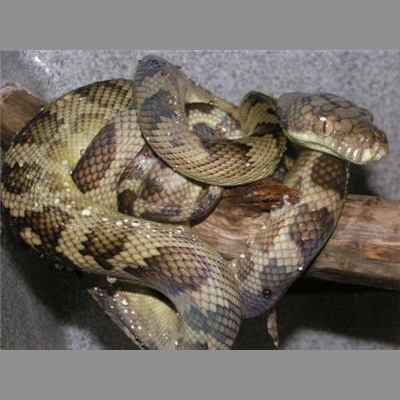 Morelia Pythons Radio