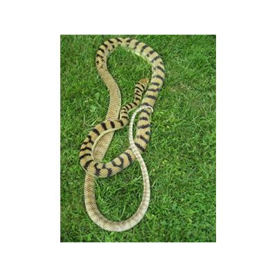 Morelia Pythons Radio