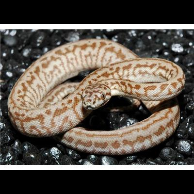 Morelia Pythons Radio