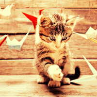 The Pious Cat - Eli Batalion