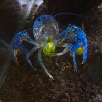 S03 Episode 2: Five More Facts, or Crayfish Living