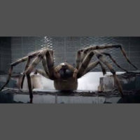 Ep 119 ARACHNIDS IN THE UK review