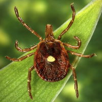 Why are tick-borne food allergies becoming more prevalent in Kentucky