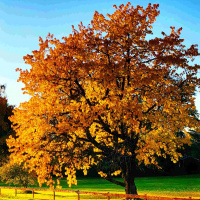 440 Anställa eller vara själv som företagare