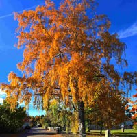 442 Mina sämsta sidor