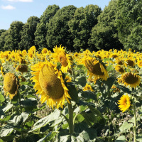 432 Sommarspecial 9 - Risken att jobba för lite med försäljning