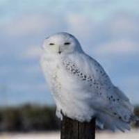 BIRD WATCH (12-11-2021)