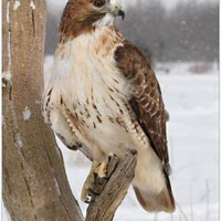 BIRD WATCH (12-18-2021)