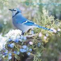 BIRD WATCH (03-05-2022)