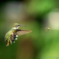 BIRD WATCH (08-27-2022)