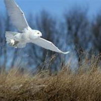 BIRD WATCH (11-27-2021)