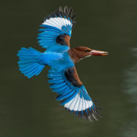 BIRD WATCH (01-14-2023)