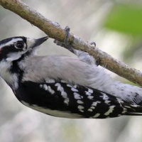 BIRD WATCH (11-26-2022)