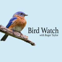 Bird Watch-7/1/2023