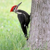 BIRD WATCH (09-18-2021)