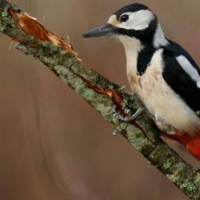 BIRD WATCH (12-10-2022)