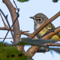 BIRD WATCH (01-21-2023)