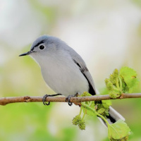 BIRD WATCH (08-13-2022)