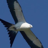 BIRD WATCH (02-18-2023)