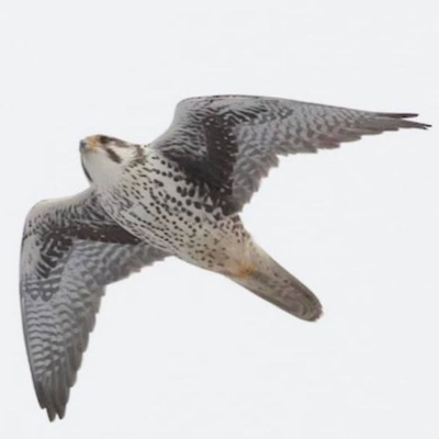 Bird Watch With Roger Taylor