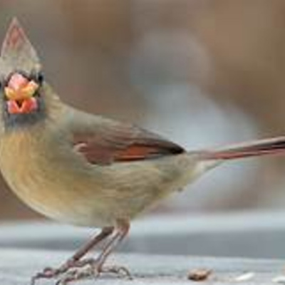 Bird Watch With Roger Taylor