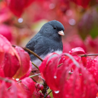 Bird Watch With Roger Taylor