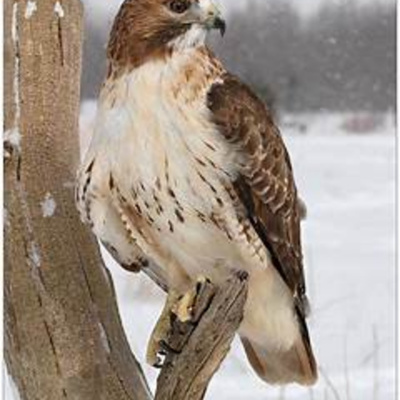 Bird Watch With Roger Taylor