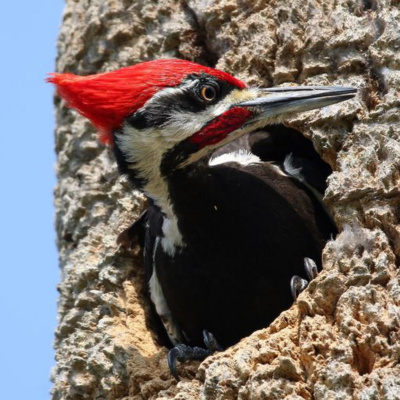 Bird Watch With Roger Taylor