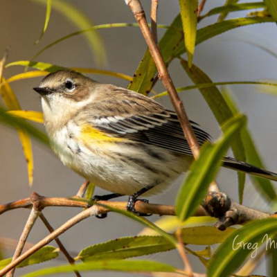 Bird Watch With Roger Taylor