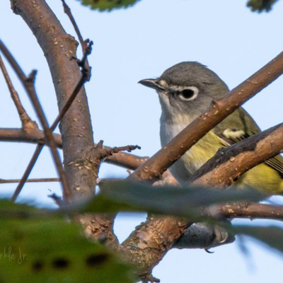 Bird Watch With Roger Taylor