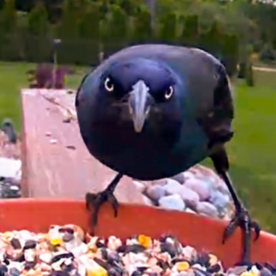 Bird Watch With Roger Taylor