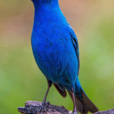 Bird Watch With Roger Taylor