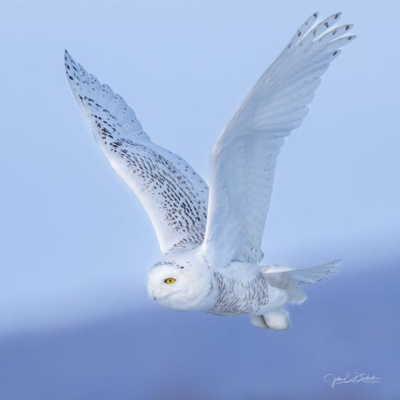Bird Watch With Roger Taylor