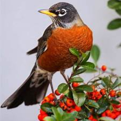 Bird Watch With Roger Taylor