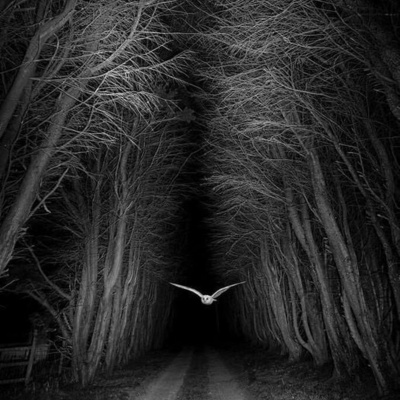 Bird Watch With Roger Taylor