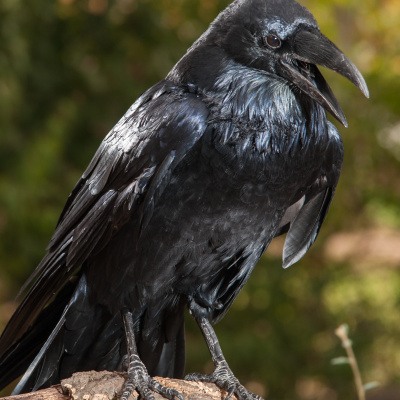 Bird Watch With Roger Taylor