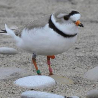 Bird Watch With Roger Taylor