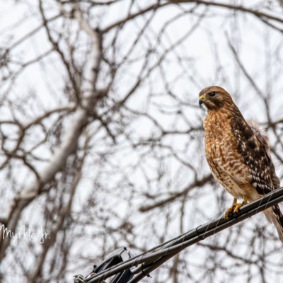 Bird Watch With Roger Taylor