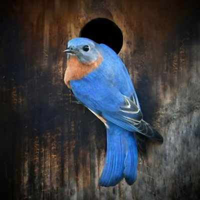 Bird Watch With Roger Taylor