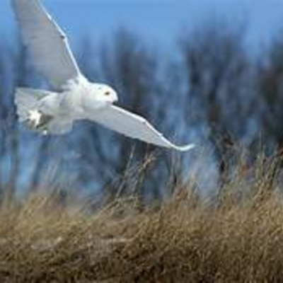 Bird Watch With Roger Taylor