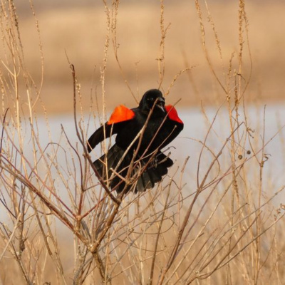 Bird Watch With Roger Taylor