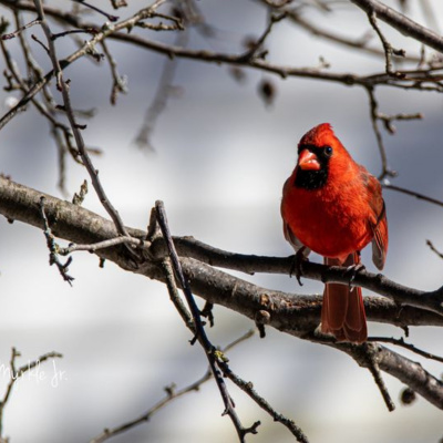 Bird Watch With Roger Taylor