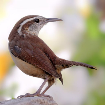 Bird Watch With Roger Taylor