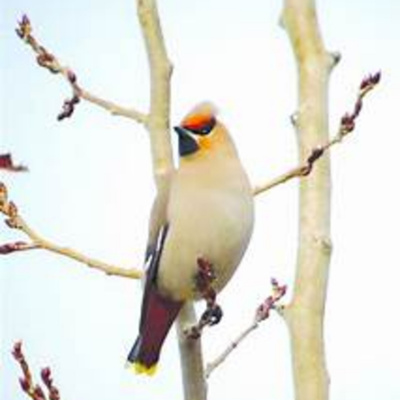 Bird Watch With Roger Taylor