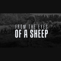 From the Eyes of a Sheep (Audio)
