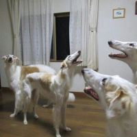 Episode 124: À la recherche du bionic grappling hook arm perdu with Bakoon