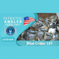 Blue Crabs 101