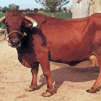 Murcia, territorio singular. RAZAS AUTÓCTONAS: ANIMALICOS CON DENOMINACIÓN DE ORIGEN