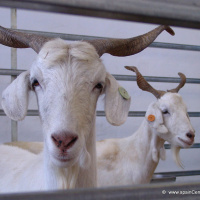 Murcia territorio singular. DERIVADOS DE LAS CABRA MURCIANA Y CABRA BLANCA CELTIBÉRICA.